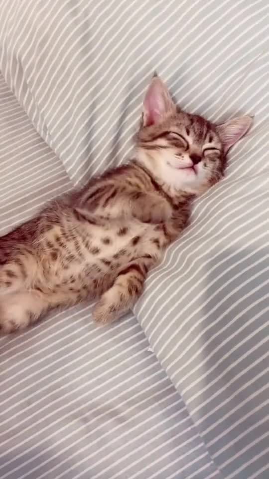Rumble / Funny & Cute Animals / — Cute Sleeping Cat | Making Love With Animals |