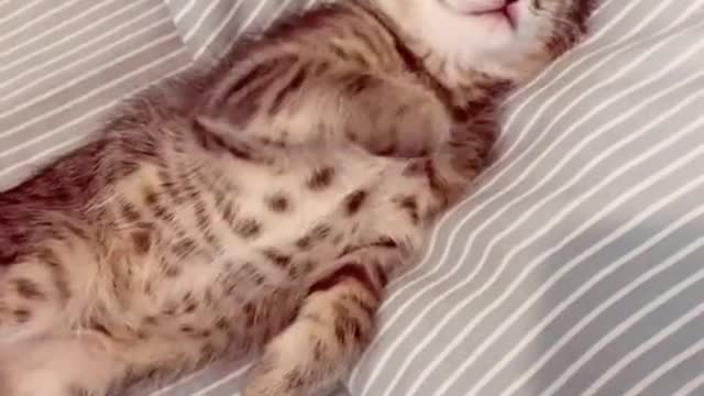 Rumble / Funny & Cute Animals / — Cute Sleeping Cat | Making Love With Animals |