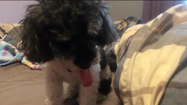 Lucky the Poodle Enjoying some Peanut Butter with some Slow Motion!!!