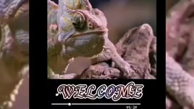 Cute Cats Compilation Video