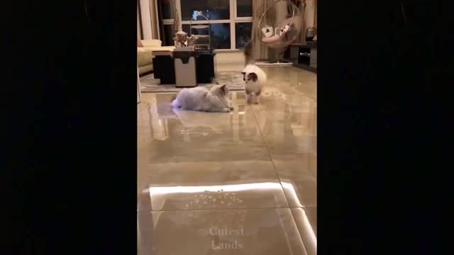 Do whatever it takes Not To Laugh To These Pets Compilation#5