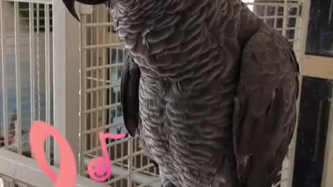 Pavu the Grey Parrot