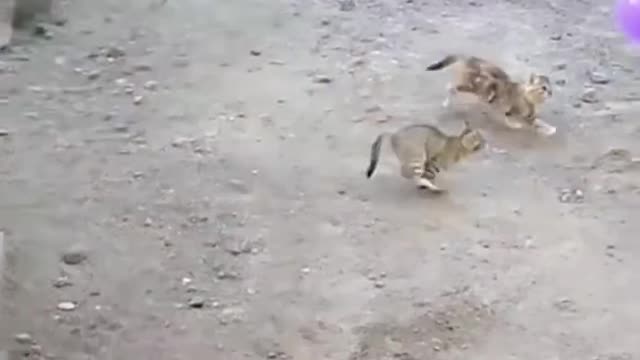 Funny And Cute Animals Short #137
