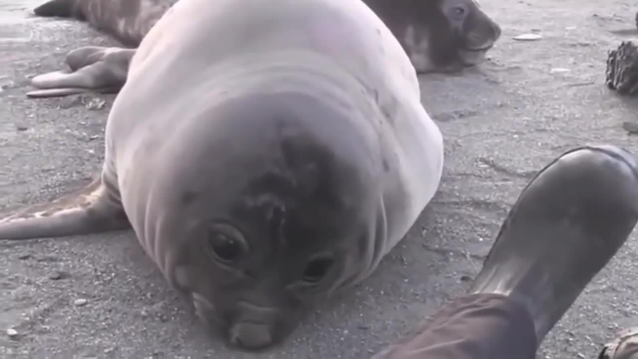 The seal sneezes