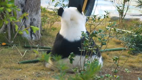 Pandas eat bamboo