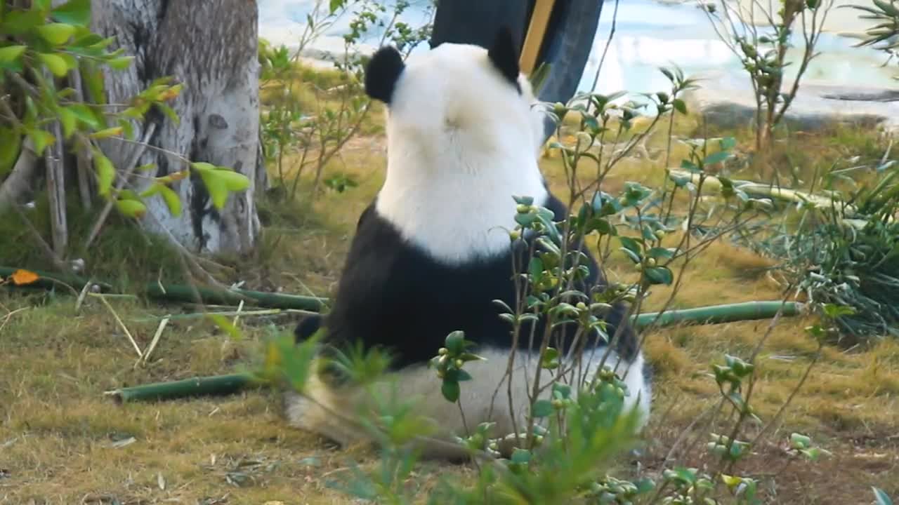 Pandas eat bamboo