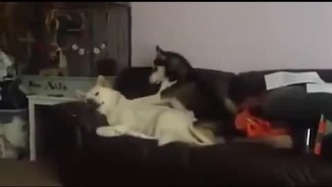 Funny and smart dog 12