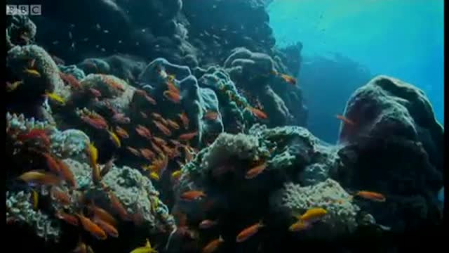 A Voyage of Discovery | Pacific Abyss | BBC Earth