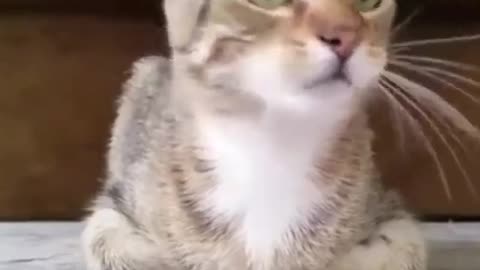 Forget the worries of the world with laughter with lovely cats, cute cats, funny cats
