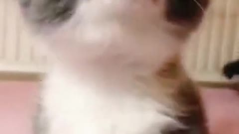 Petting kittens