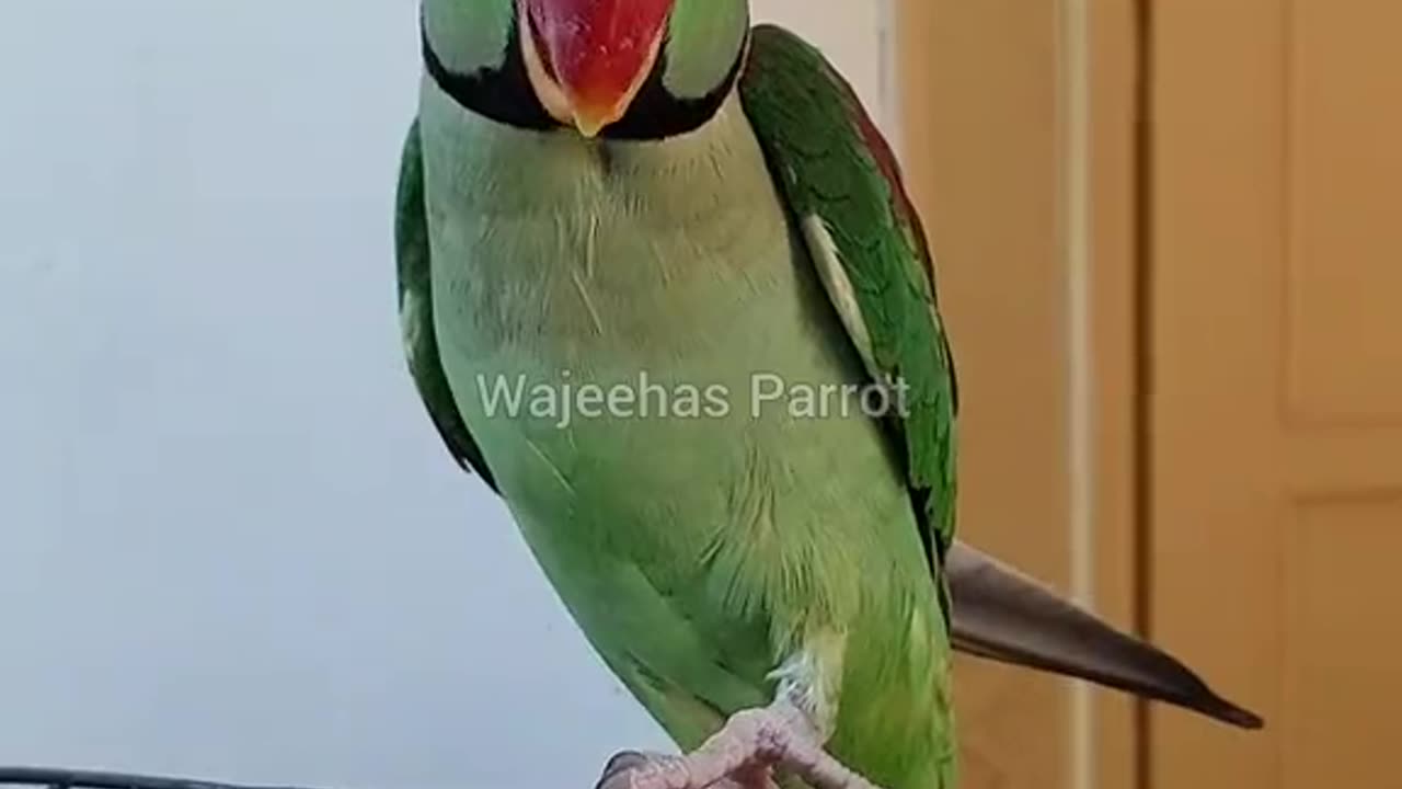 Very beautiful Tia bird video ​