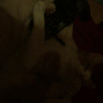 Feisty Kitten Woke Up Middle Of The Night To Play With Mom