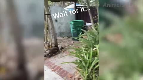 Funniest Dogs And Cats Videos - Best Funny Animal Videos 2022 😂