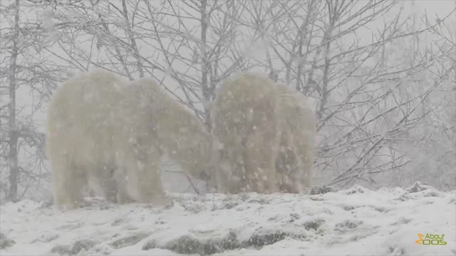 Polar Bears Enjoying the Snow