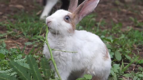 Cute rabbits playing