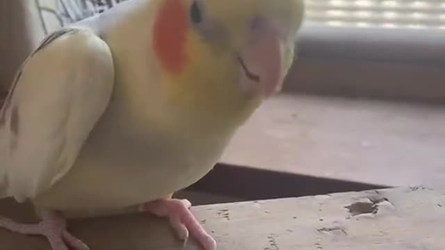 The rhythm of the parrot