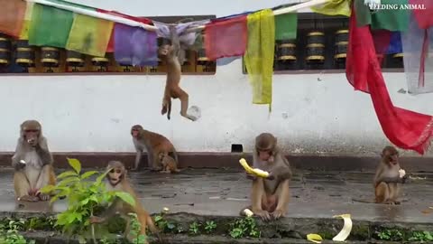 Monkey feeding