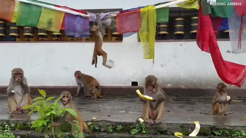 Monkey feeding