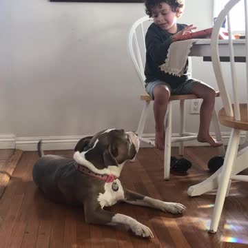 Little boy baby talking his dog