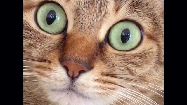 Big-eyed dog big-eyed cat