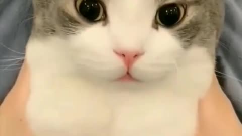 cute cat short video 😍🐈