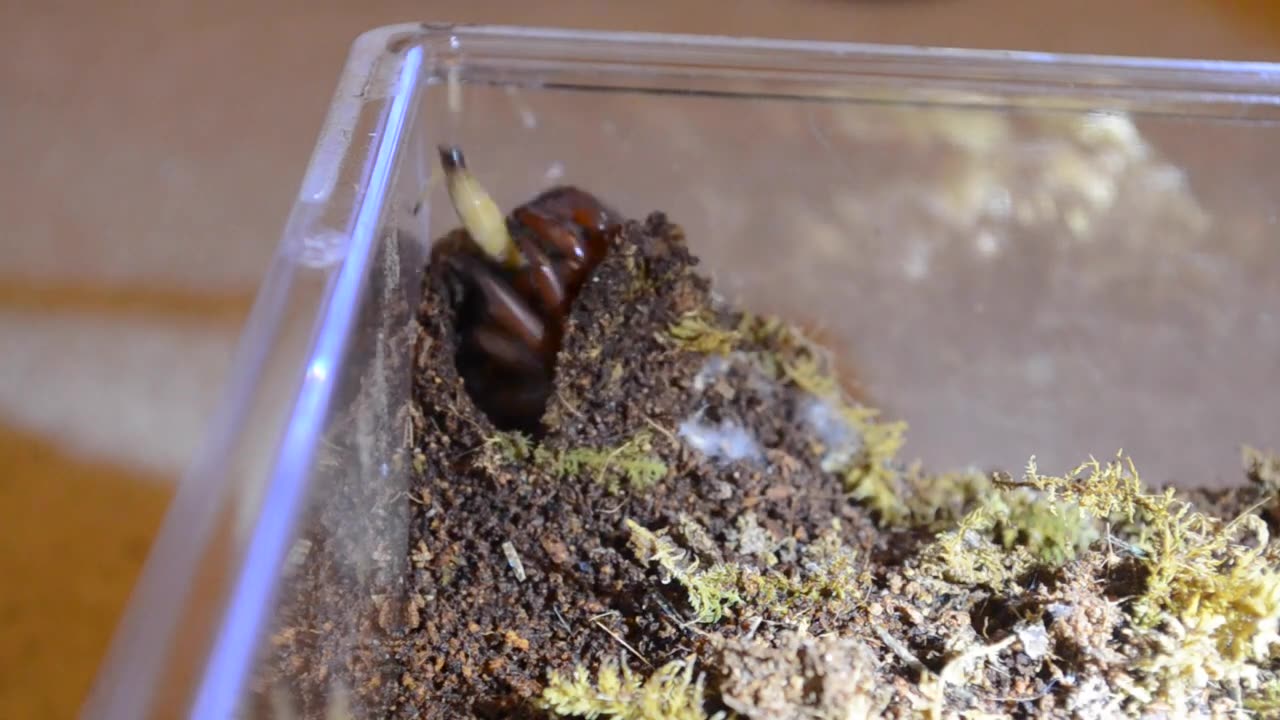 African Red Trapdoor Spider Has a Tasty Meal