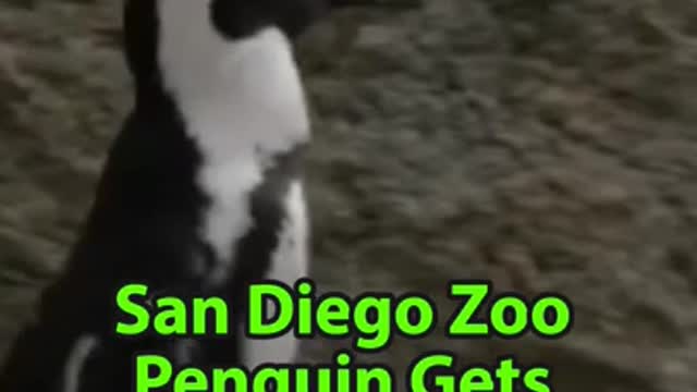 Penguin Gets Orthopedic Shoes at San Diego Zoo