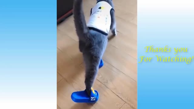 The cat tries to take off his slippers. Very funny