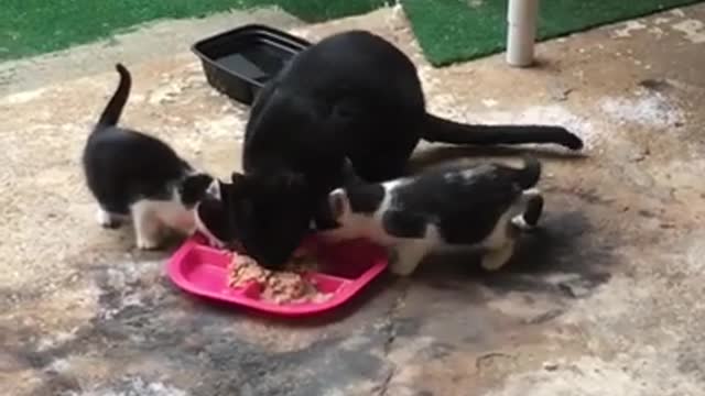 funny cats, Cute and Funny Cat! Baby Cats , beautiful show , cat eating