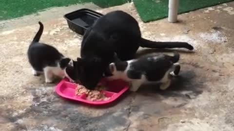 funny cats, Cute and Funny Cat! Baby Cats , beautiful show , cat eating