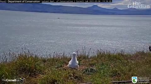 Albatross faceplants to fame on New Zealand livestream