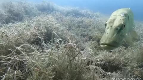 close encounter with the fish