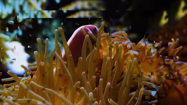 polar bear Leopard and clown fish