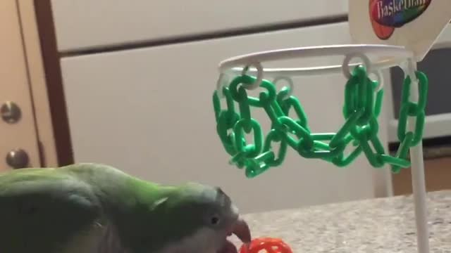 My parrot is too good at basketballs