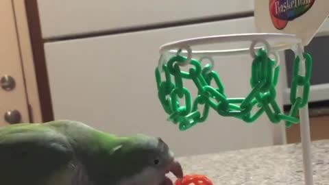 My parrot is too good at basketballs