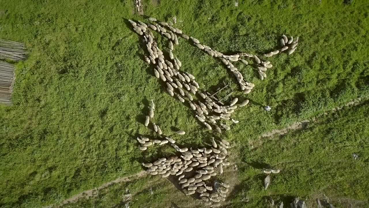 Aerial view of the sheep herd moving around on farmland