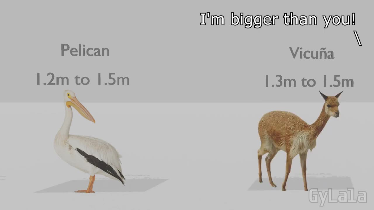 I'M BIGGER THAN YOU (ANIMAL SIZE COMPARISON)