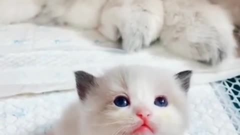 Cute Baby Cat 69funnyvideo