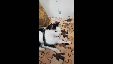 Very Funny Cat