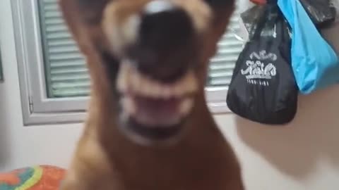 Funny dog laughing