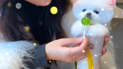 Cute dog and funny video