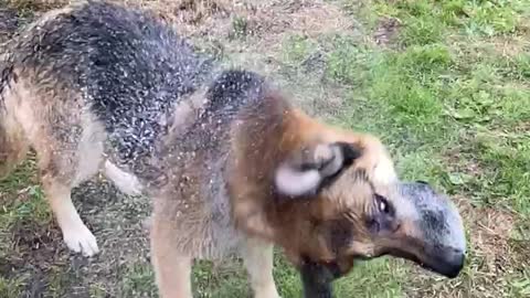 Shake shake schake - german shepherd