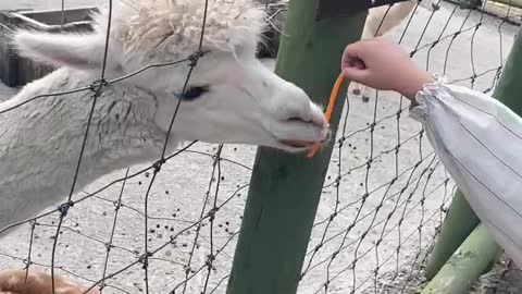 Feeding small children to animals