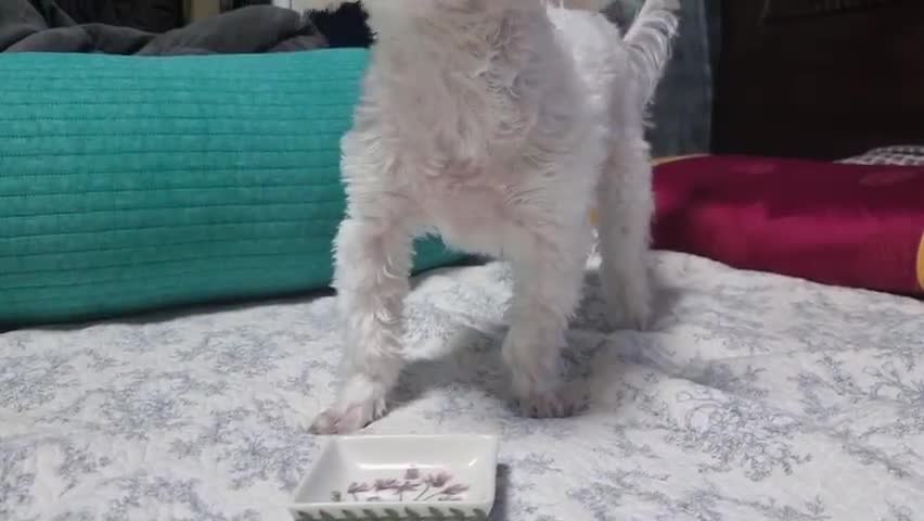 Maltese puppy enjoying her meal (ASMR)