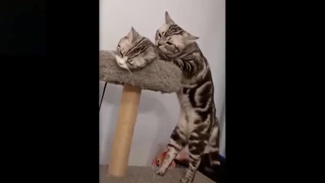 💗Cute And Funny Pets | Try Not To Laugh To These Pets Compilation💗Cutest Lands