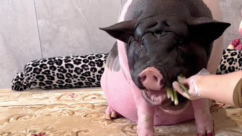 Happy little piggy