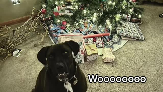 Thank you # pets