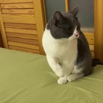 Poor kitty fell from the bed