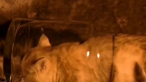 Cute And Funny Pets #shorts #cats