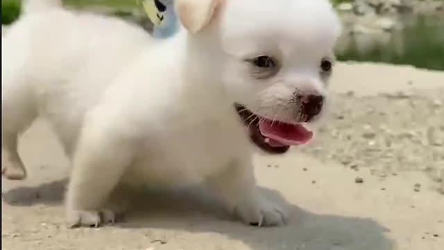 Pet dog and pet parrot